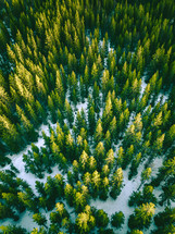 aerial view over an evergreen forest in winter 