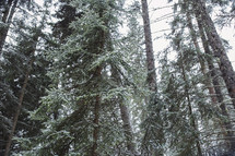 evergreens in a forest 