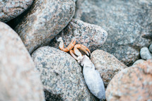 crab claws on rocks 