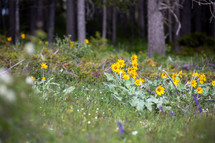 a group of wild flowers on the edge of a forest