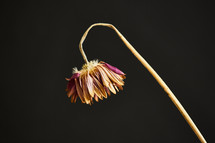 a dead flower on a black background.