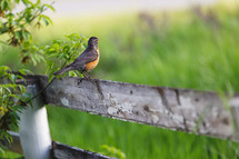 robin on a fence