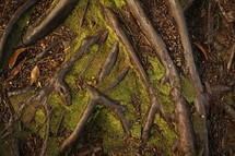 moss on the ground over roots 