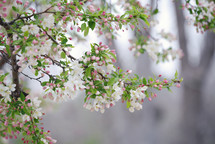 pink and white spring flowers 