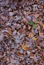 frost on brown fall leaves 