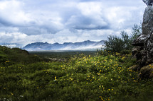 yellow wildflowers and mountain view 