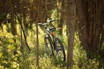 bicycle in the woods 