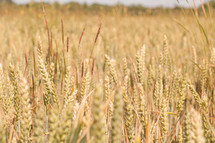 tall wheat in a field 