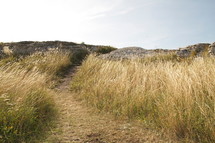 worn path in a field of wheat 