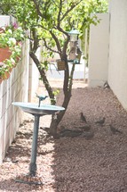 birdbath, potted plants hanging on a mason block wall, bird feeders, birds, and a tree along a path in a garden 