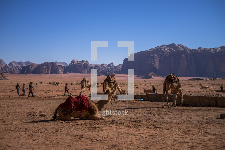 camels and desert landscape in Jerusalem 
