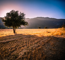 isolated tree in an open field 