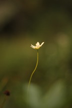 flower on a slender stem 