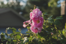 pink roses on a rose bush 