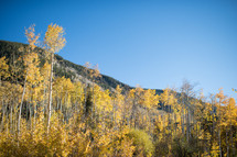 fall trees in a mountain forest 