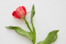 red fancy tulip