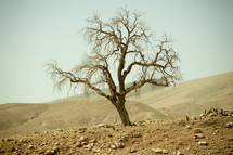 a tree in a desert 