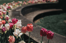 tulips in a flower bed 