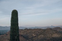 cactus in a desert landsape 
