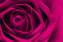 fuchsia rose closeup 