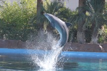dolphin leaping out of the water 