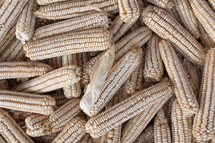A pile of dried ears of corn.