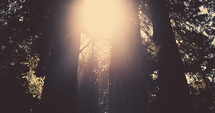 sunburst through the trees