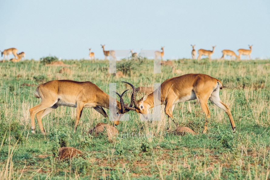 fighting antelope 