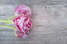 pink peonies on weathered wood boards 