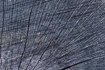wooden tree rings background 