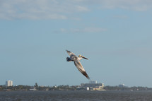 a pelican flying over water 
