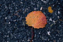 wet fall leaf on pavement 