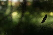 moth and condensation on a window 