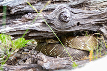 Rattle snake hidden under a rustic log. Danger!