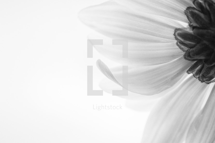 white daisy on white background 