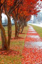 red fall leaves on a sidewalk 
