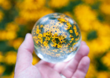 view of yellow flowers in a glass orb