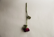 A long stem red rose.