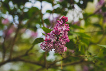 pink flowers on a branch 