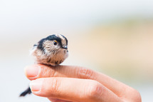 small bird on a hand 