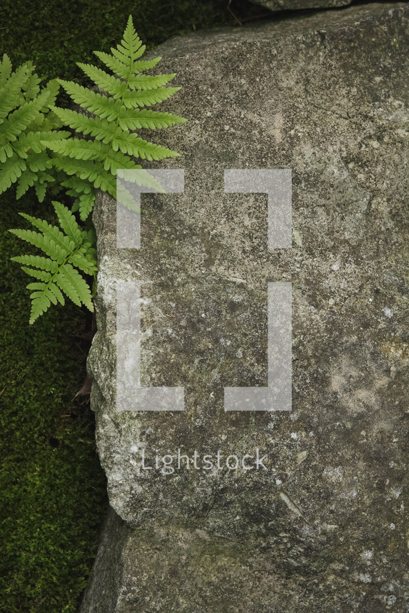 fern behind a rock 