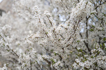 Tree with full blossom spring flowers