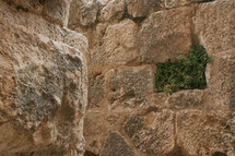 moss on a stone wall in Jordan 