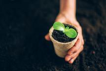 Hand holding potted seedlings growing in biodegradable pots over soil background with copy space. Banner. Agriculture, organic gardening, planting or ecology concept. Young sprouts. New life concept