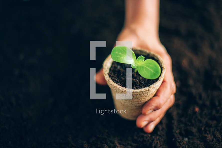 Hand holding potted seedlings growing in biodegradable pots over soil background with copy space. Banner. Agriculture, organic gardening, planting or ecology concept. Young sprouts. New life concept