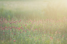 Hazy sunshine on a field of flowers.