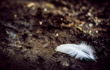 a white feather on a rock 