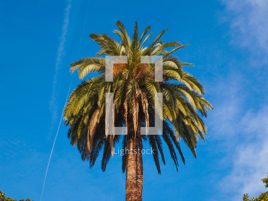 A tropical palm tree scientific name Arecaceae Palmae Palmaceae over blue sky