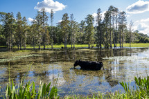 cow in a swamp 