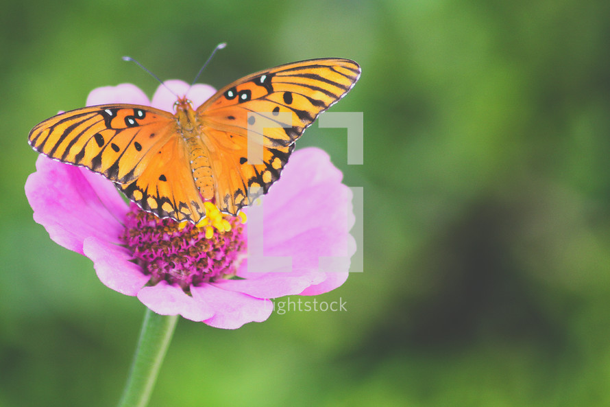 butterfly on a spring flower 